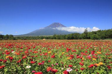 mt.Fuji ve zinnia