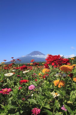 mt.Fuji ve zinnia