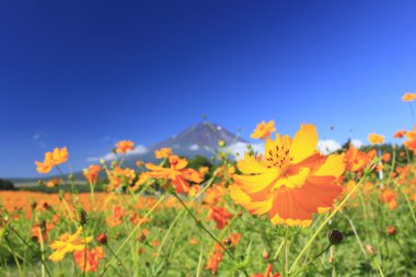 mt.Fuji ve çiçek