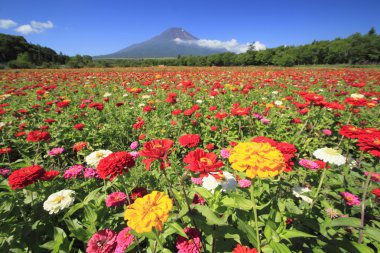 mt.Fuji ve zinnia