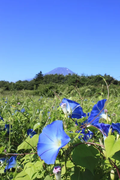 富士山和花 — 图库照片