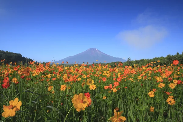Mt.Fuji e Cosmos — Fotografia de Stock