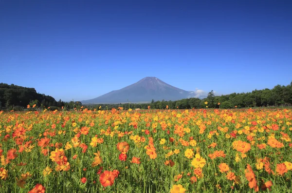 Mt.Fuji and Cosmos — Stock Photo, Image