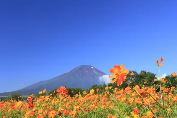 Monte Fuji y Cosmos —  Fotos de Stock