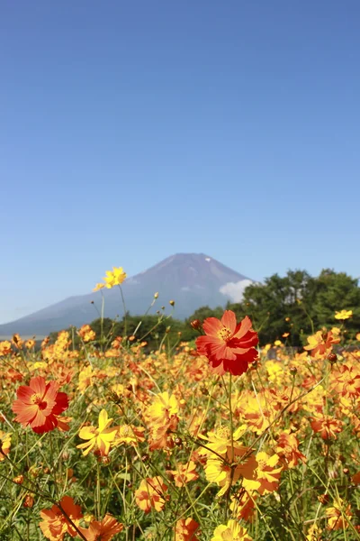 Monte Fuji y Cosmos — Foto de Stock