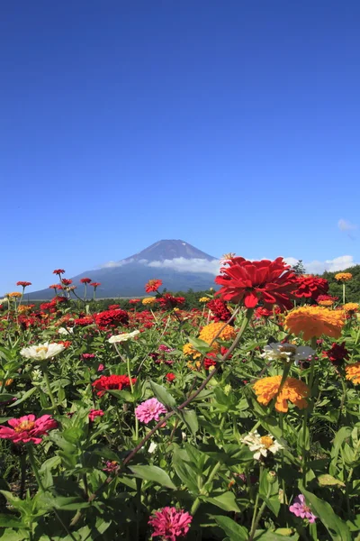 MT.Fuji και ζίννια — Φωτογραφία Αρχείου