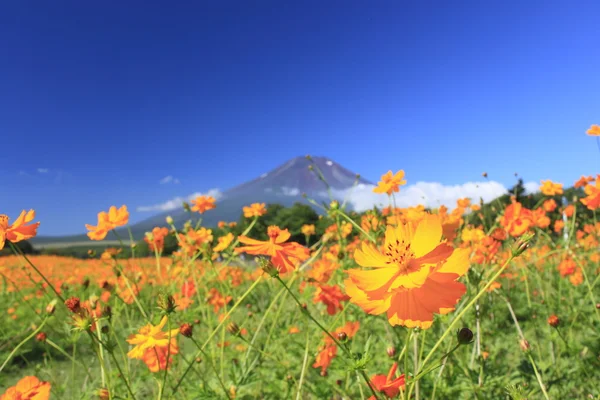 Mt.Fuji i kwiat — Zdjęcie stockowe