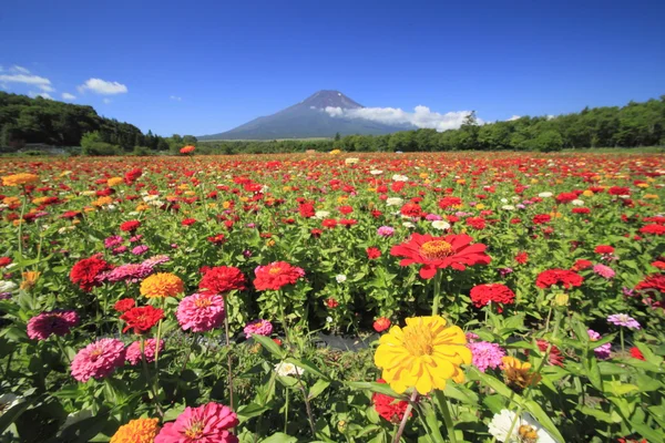 Mt.Fuji and Zinnia — Stock Photo, Image