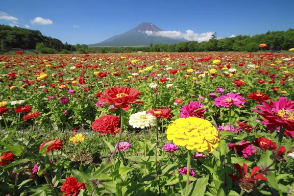 Mont Fuji et Zinnia Photo De Stock