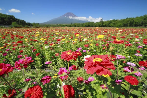 MT.Fuji και ζίννια — Φωτογραφία Αρχείου