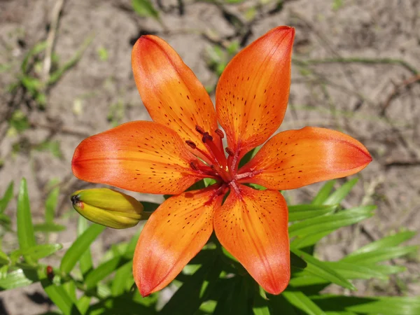 Tiger lily çiçek — Stok Vektör