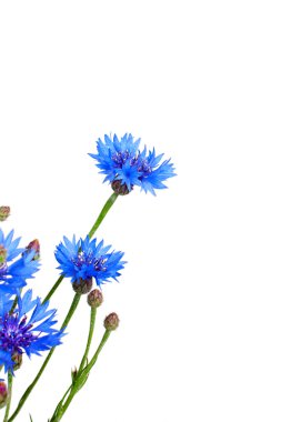 Fresh cornflowers clipart