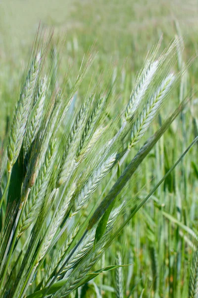 Вухо зеленої пшениці — стокове фото