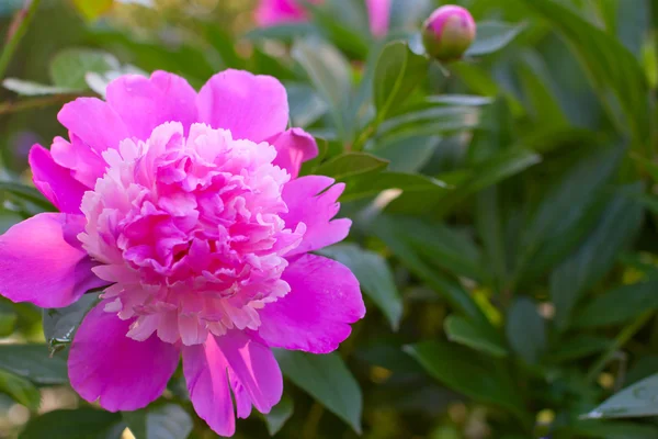 Stock image Peony blooming in the garden