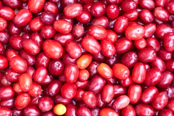 stock image Red wet berries of dogwood