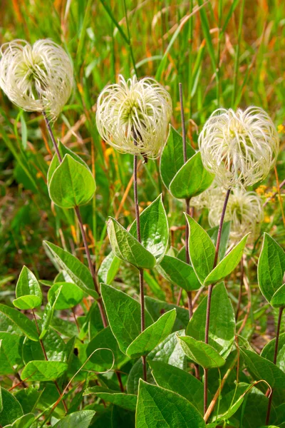 Vahşi akasma integrifolia — Stok fotoğraf