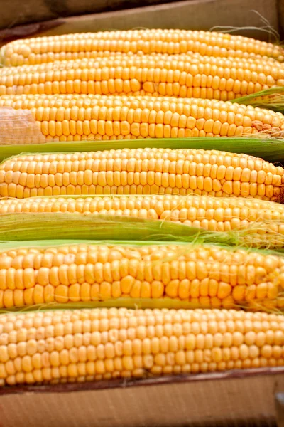 Caja con maíz — Foto de Stock