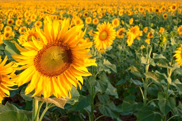 Stock image A field of sunflowers