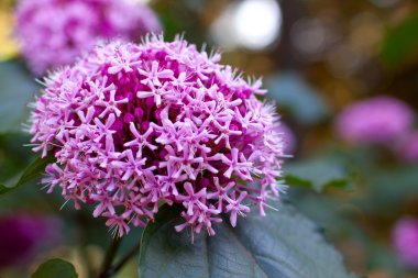 Clerodendrum bungei clipart