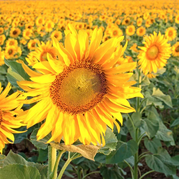 stock image A field of sunflowers