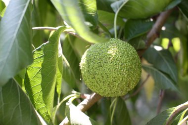 Maclura pomifera