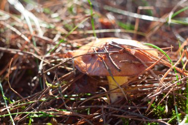 Yağlılar mushroomin