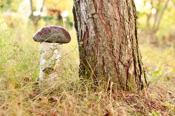 Decoratieve paddenstoel — Stockfoto