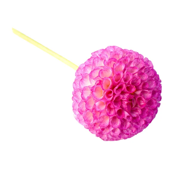 Georgina kwiat — Zdjęcie stockowe