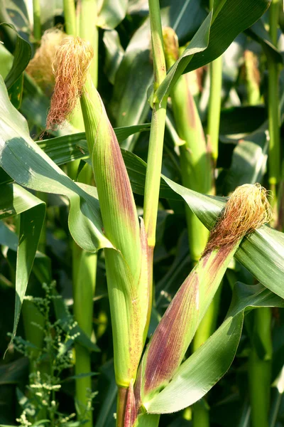 stock image Two ears of corn