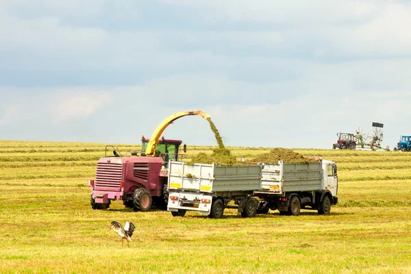 Truck taking the grain — Stock Photo, Image