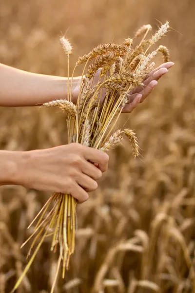 Mãos e espigas de trigo maduras — Fotografia de Stock