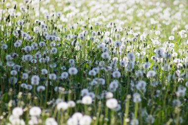 dandelions tarlası