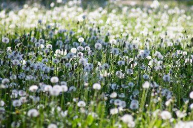 dandelions tarlası