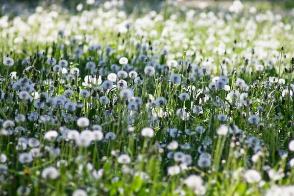 dandelions tarlası