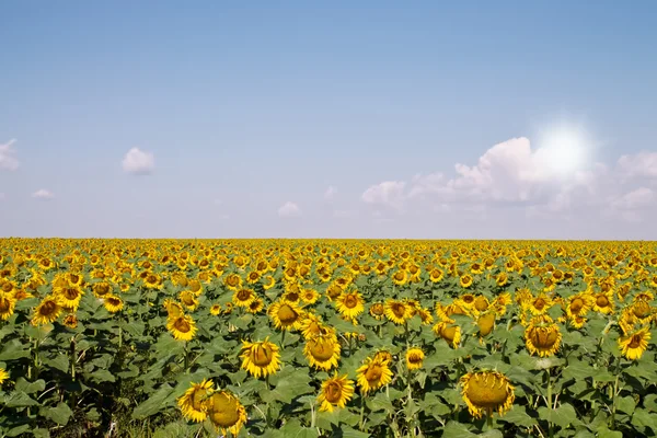 stock image Field of sunflowers