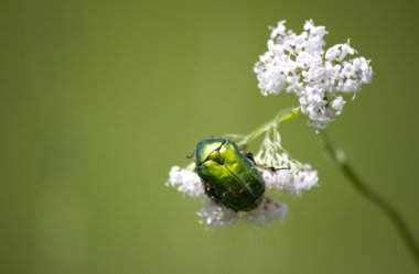 Cockchafer clipart