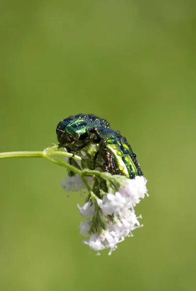 Escarabajos enamorados — Foto de Stock