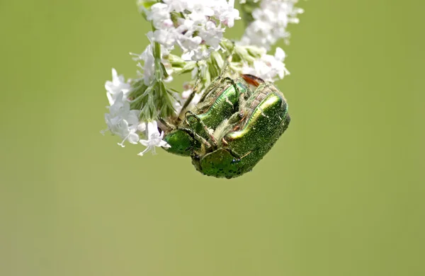 Escarabajos enamorados —  Fotos de Stock