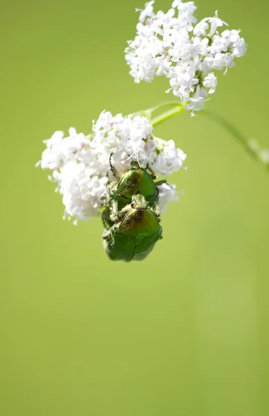Beetles in love — Stock Photo, Image