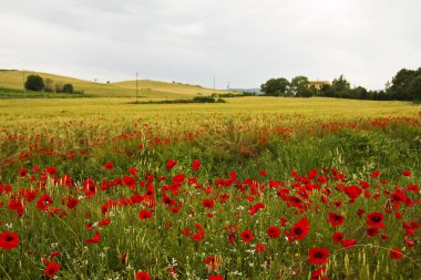 Field of Poppies, Tuscany, Italy clipart