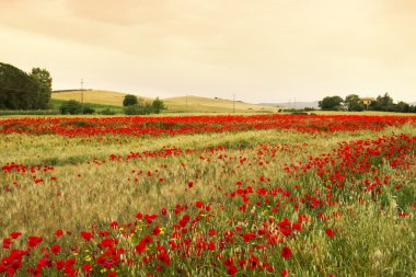 Field of poppies clipart