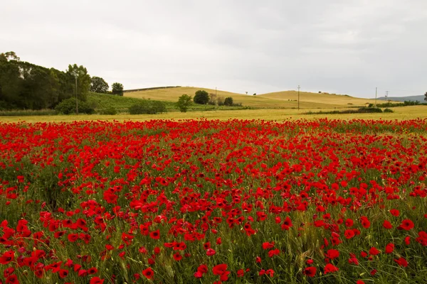 Field of Poppies, Tuscany, Italy Stock Image