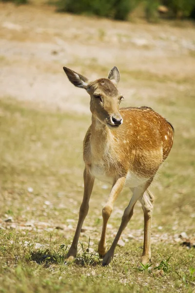 Deer in the Tuscan Maremma — Stock Photo, Image