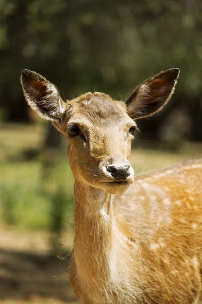 Portrait of a fawn — Stock Photo, Image