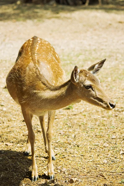 Deer in the Tuscan Maremma — Stock Photo, Image