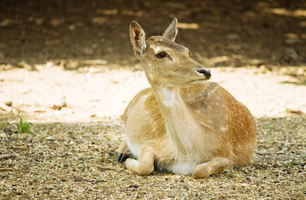 Fawn na floresta — Fotografia de Stock