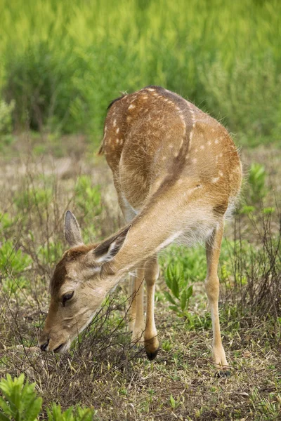 Fawn in the grass — Stock Photo, Image