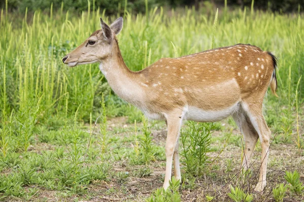 Hamile dişi geyik — Stok fotoğraf