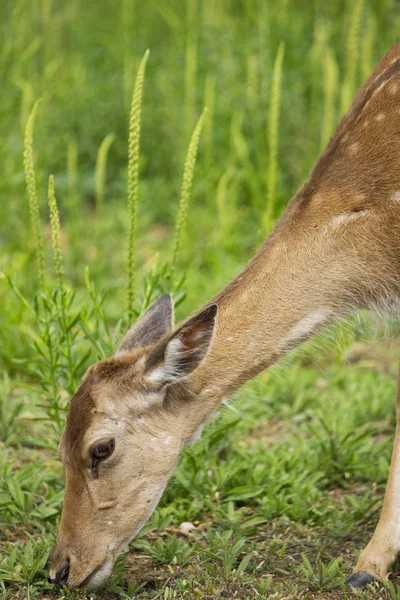 Fawn in the grass — Stock Photo, Image