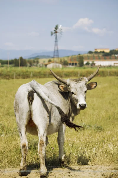 Vaca maremma — Fotografia de Stock
